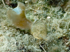 Stomatella impertusa