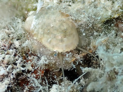 Stomatella impertusa