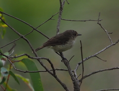 Acanthiza inornata