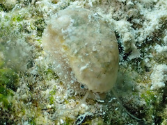Stomatella impertusa