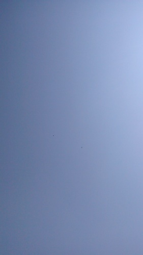 Buteo buteo