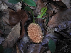 Artocarpus elasticus