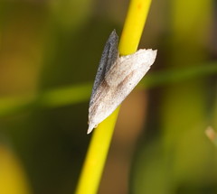 Adeixis inostentata