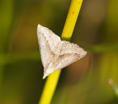 Adeixis inostentata