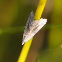 Adeixis inostentata