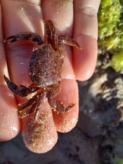 Nectocarcinus tuberculosus