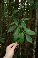 Symplocos celastrinea