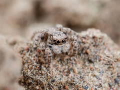 Aelurillus andreevae