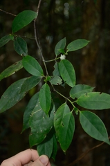 Symplocos celastrinea