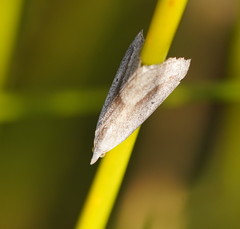 Adeixis inostentata