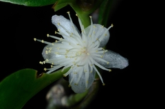 Symplocos celastrinea