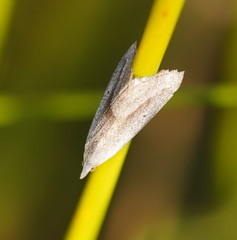 Adeixis inostentata