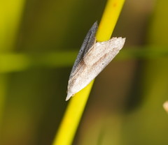 Adeixis inostentata