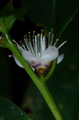 Symplocos celastrinea