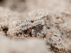 Aelurillus andreevae