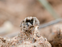 Aelurillus andreevae