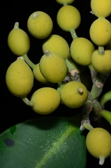 Alyxia halmaheirae