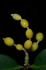 Alyxia halmaheirae