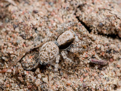 Aelurillus andreevae