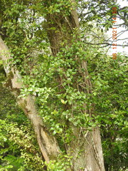 Metrosideros fulgens