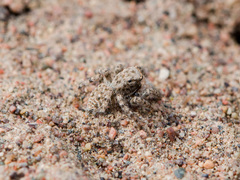 Aelurillus andreevae