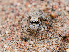 Aelurillus andreevae