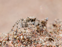 Aelurillus andreevae