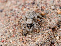 Aelurillus andreevae