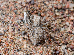 Aelurillus andreevae