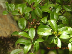 Metrosideros fulgens