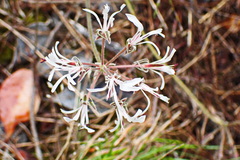 Pelargonium auritum carneum