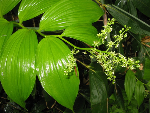 Maianthemum yesoense
