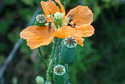 Orange poppy (Afropapaver aculeatum)