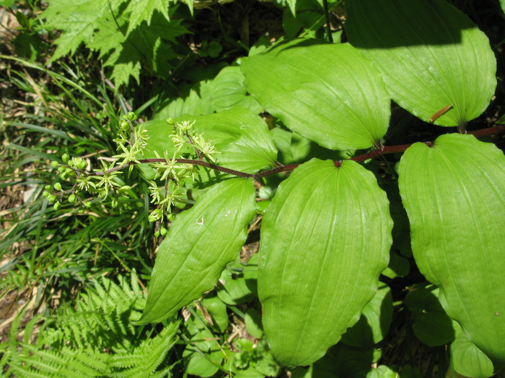 Maianthemum viridiflorum
