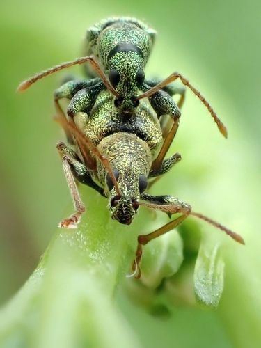 Silver-green leaf weevil, photo 3 of 10