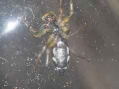 Cosmophasis gemmans
