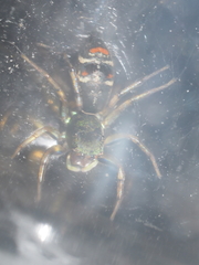 Cosmophasis gemmans