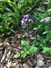 Orychophragmus violaceus