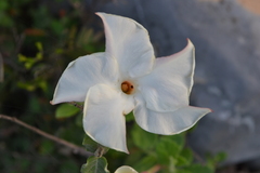 Mandevilla lanuginosa