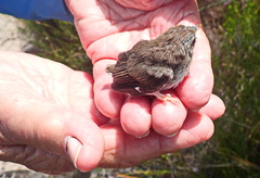 Cisticola fulvicapilla
