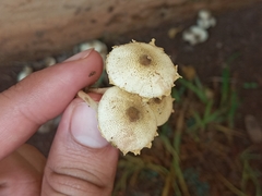 Xanthagaricus luteolosporus