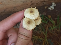 Xanthagaricus luteolosporus