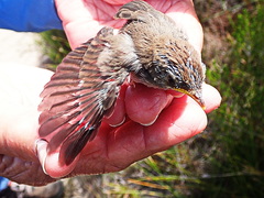 Cisticola fulvicapilla