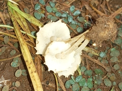 Xanthagaricus luteolosporus