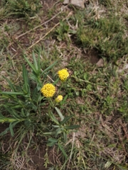 Senecio othonniflorus