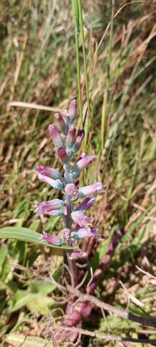 Lachenalia salteri
