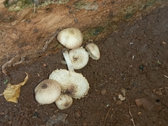 Xanthagaricus luteolosporus