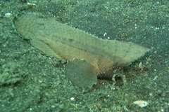 Ablabys macracanthus