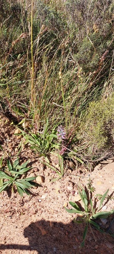 Lachenalia salteri
