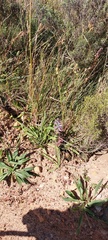 Lachenalia salteri